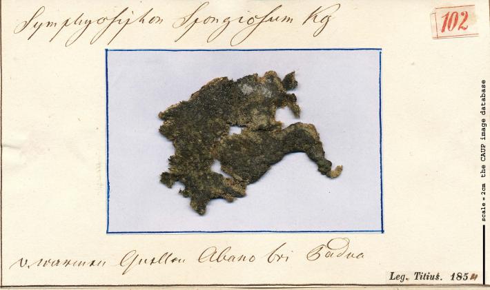 Scytonema sp T102.jpg